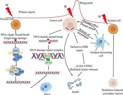 Flourish of Proton and Carbon Ion Radiotherapy in China